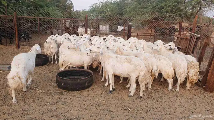 50 غنم جنب حريات 9