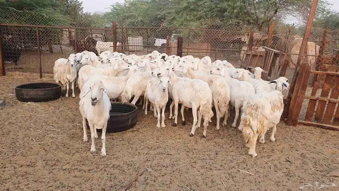 50 غنم جنب حريات 3