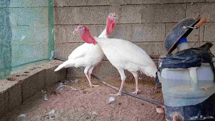 ديك رومي turkey 0