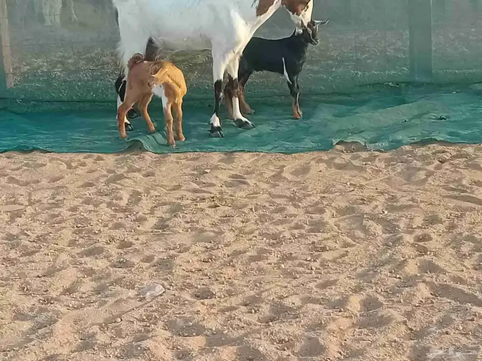 عنزه خلفاء متاومه تحتها 2 جفار وتيس 6