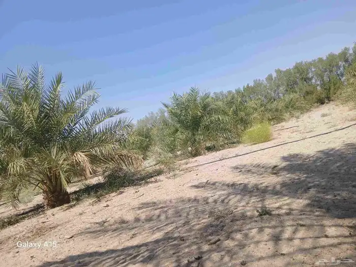 يتوفر لدينا جميع انوع  النخيل  سكري خلاص برحي روثانه منيفي 7