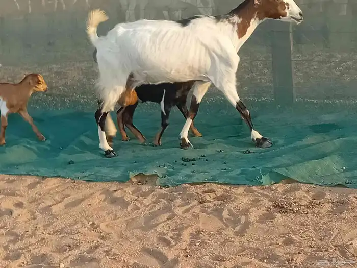 عنزه خلفاء متاومه تحتها 2 جفار وتيس 5