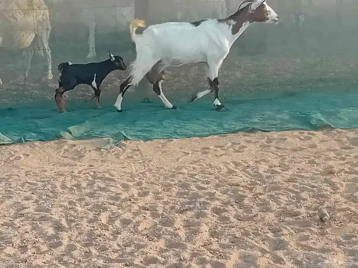 عنزه خلفاء متاومه تحتها 2 جفار وتيس 3