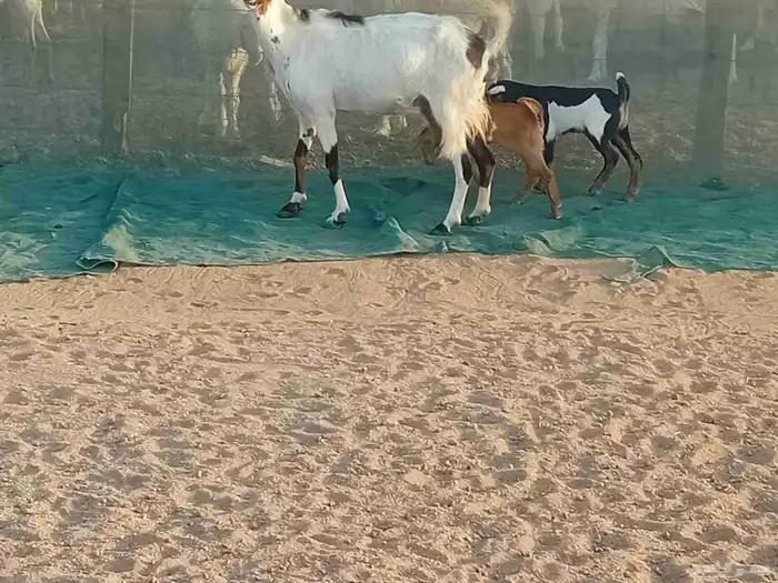 عنزه خلفاء متاومه تحتها 2 جفار وتيس 1