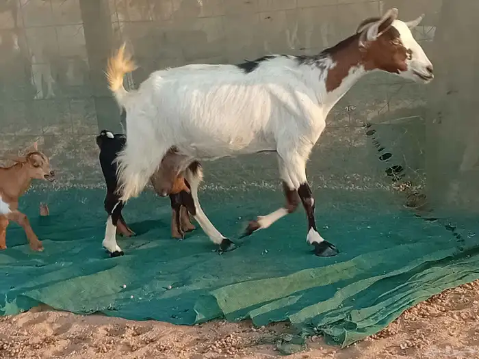 عنزه خلفاء متاومه تحتها 2 جفار وتيس 4