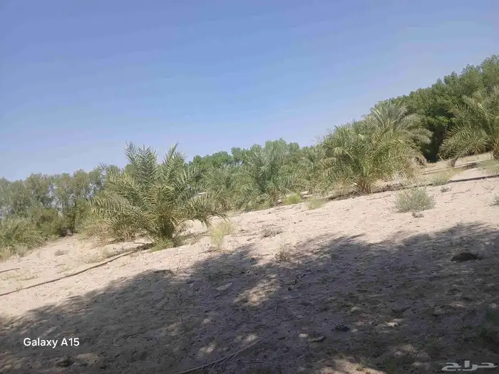 يتوفر لدينا جميع انوع  النخيل  سكري خلاص برحي روثانه منيفي 8