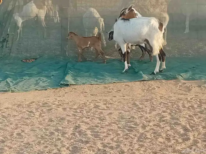 عنزه خلفاء متاومه تحتها 2 جفار وتيس 2