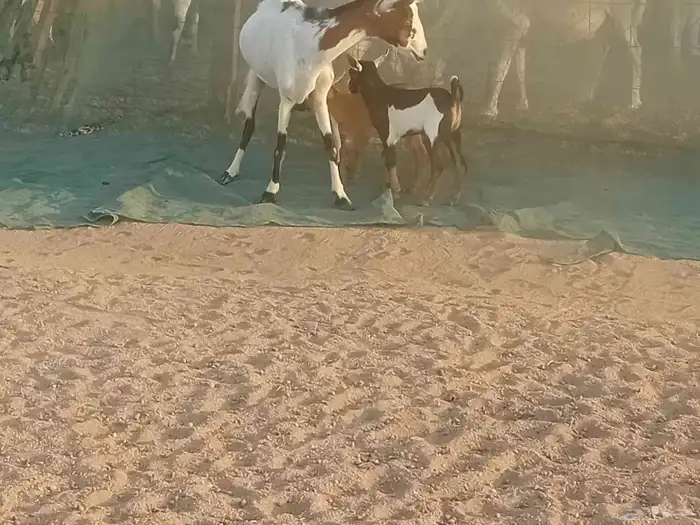 عنزه خلفاء متاومه تحتها 2 جفار وتيس 7