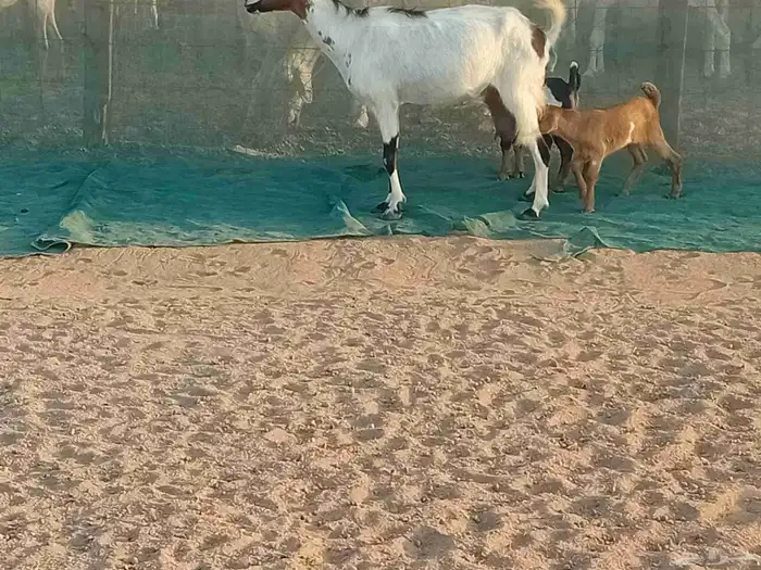 عنزه خلفاء متاومه تحتها 2 جفار وتيس 0