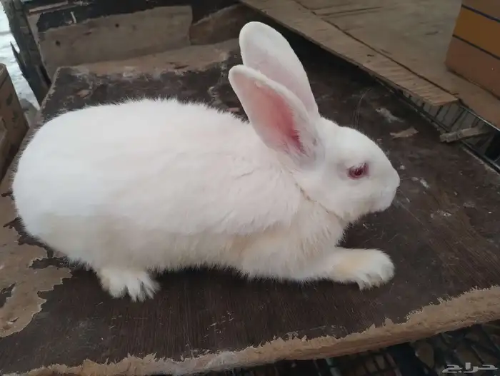 ارانب شنشيلا وبابيون وفرنسي وبلدي 1