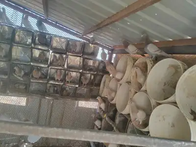 حمام كريمي index