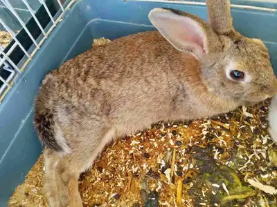 أرانب أناث index