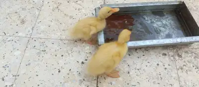 البيع على السوم index