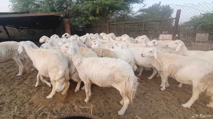 50 غنم جنب حريات 4