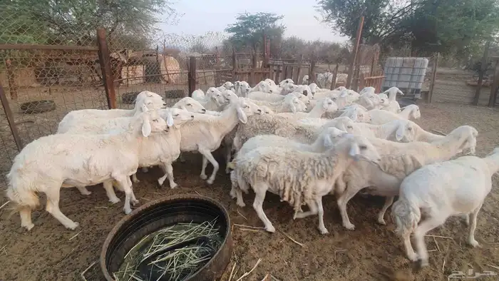 50 غنم جنب حريات 8