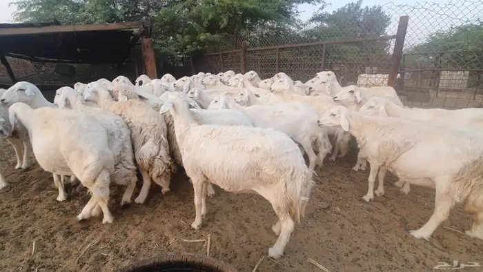 50 غنم جنب حريات 7