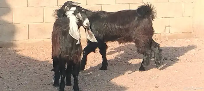 جفار عوارض عمرهم 7 أشهر عفيات مقاني العدد 2 4