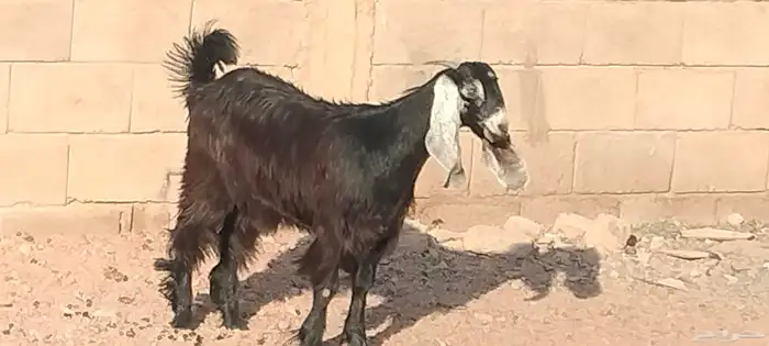 جفار عوارض عمرهم 7 أشهر عفيات مقاني العدد 2 5