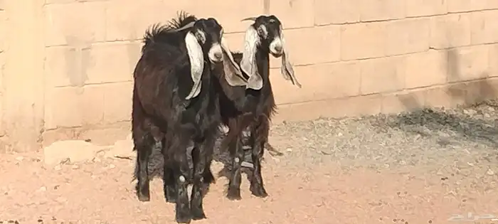 جفار عوارض عمرهم 7 أشهر عفيات مقاني العدد 2 1