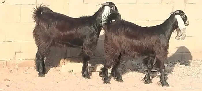 جفار عوارض عمرهم 7 أشهر عفيات مقاني العدد 2 0