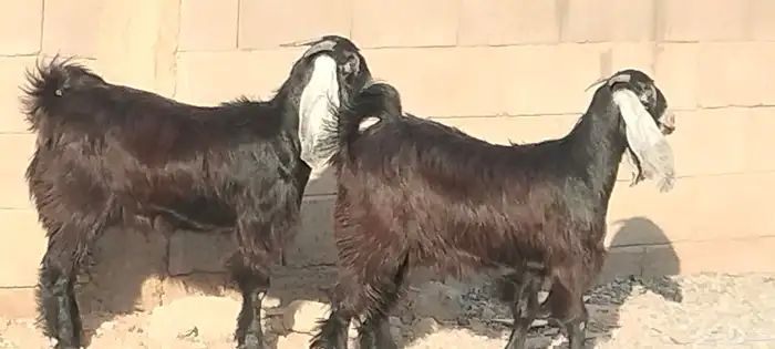 جفار عوارض عمرهم 7 أشهر عفيات مقاني العدد 2 3