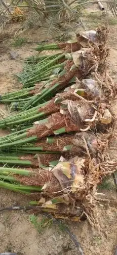 مقول نخل وشبوك مزارعه وتنفيذ مستودعات 2