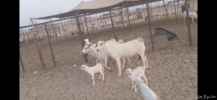 معذا بيشيه 3 روس ولد تحته 3 3