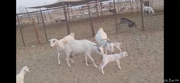 معذا بيشيه 3 روس ولد تحته 3 5