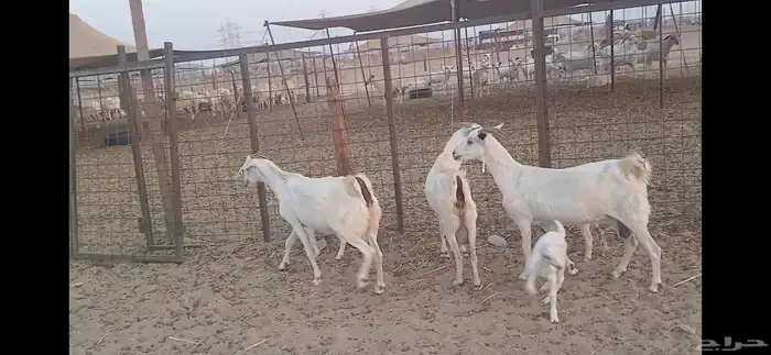 معذا بيشيه 3 روس ولد تحته 3 8