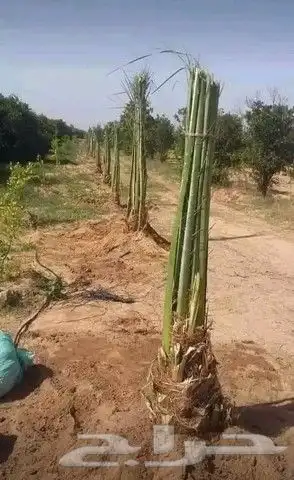 مقول نخل وشبوك مزارعه وتنفيذ مستودعات 1