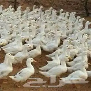 مربى دواجن خبرة أكثر من 15عام مصرى 2