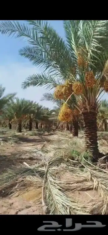 يوجدلدينا جميع انوان النخيل 1