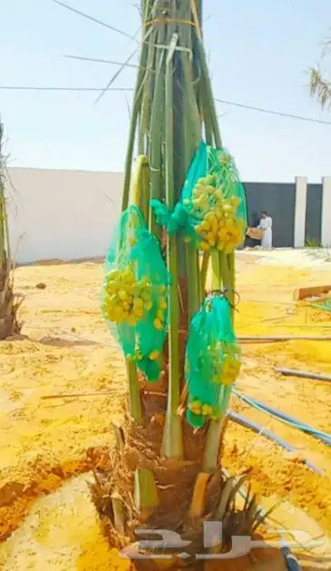 نخل مثمر للبيع نخيل جثايث اخلاص سكري برحي صقعي مجدول هلالي 1