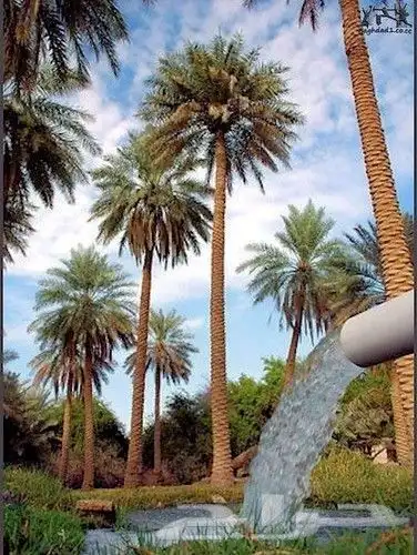 يوجد لدينا جميع انواع النخل العربي واشنطني للبيع 1