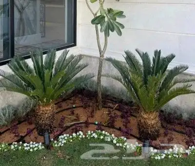 تنسيق حدائق منازل وف لل بالرياض تصميم وتنفيذ احترافي 13