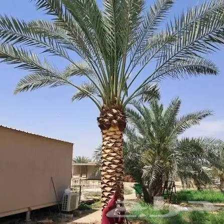 يوجد لدينا جميع انواع النخل العربي واشنطني للبيع 7