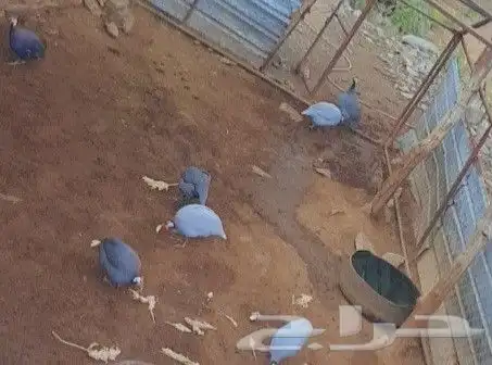 دجاج حبشي أو حجل للبيع 2