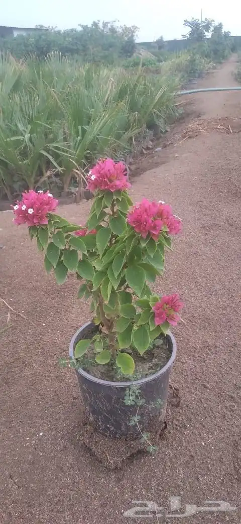 تنسق حدائق وشبكه الرأي 1