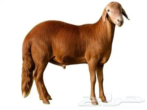 اغنام سواكن حمر 1