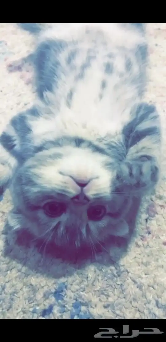 كتن سكوتش فولد 3