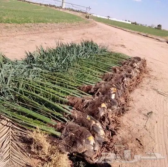 مقول نخل وشبوك مزارعه وتنفيذ مستودعات 3