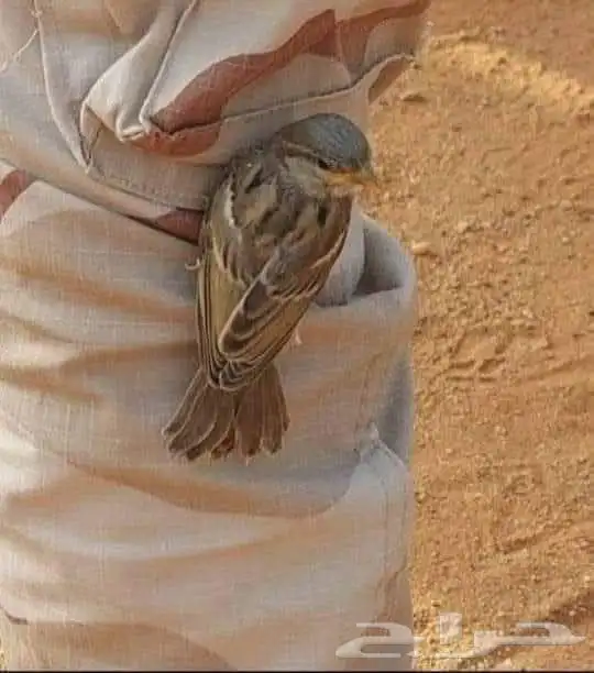 ابحث عن عمل 5