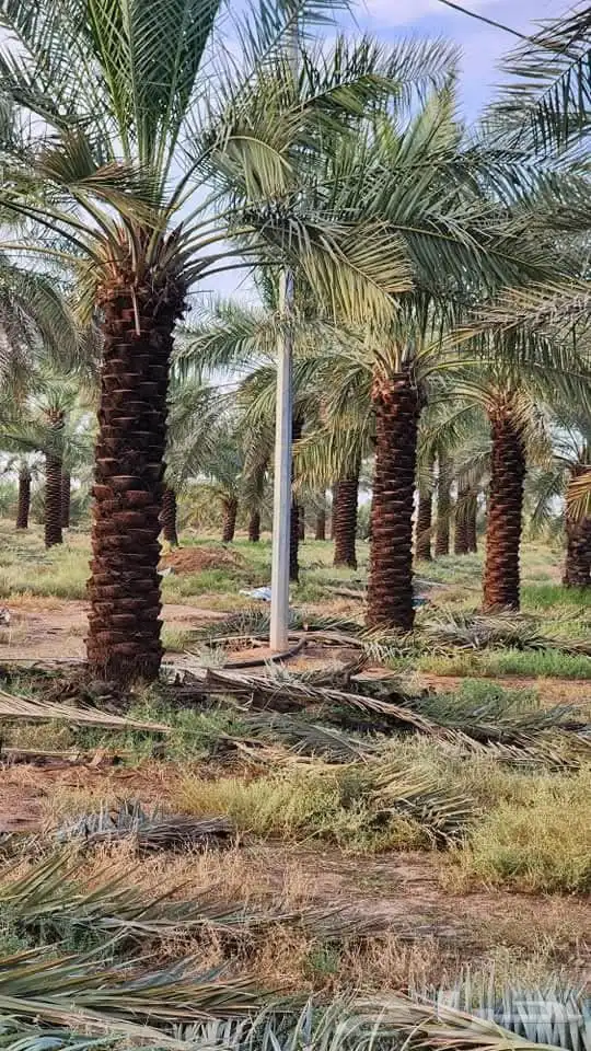 نقوم بقلع وغرس جميع انواع النخيل 0