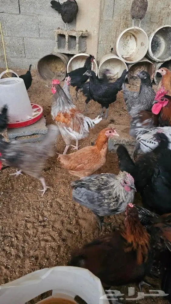 دجاج بلدي بياض 5