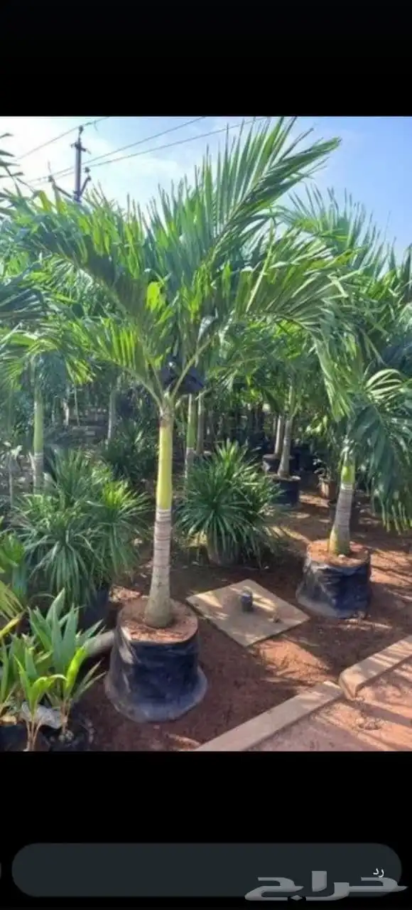 يوجدلدينا جميع انوان النخيل 3