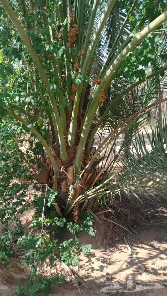 فروخ فسايل نخل للبيع 0