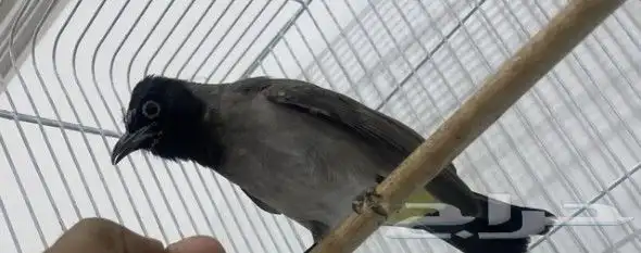 البيع بلبول 1