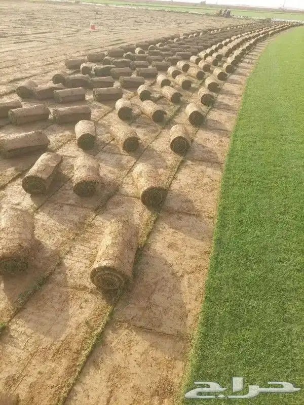 ثيل طبيعي سي الفين درجه اولي صافي من اي شي للملاعب الحدايق 4