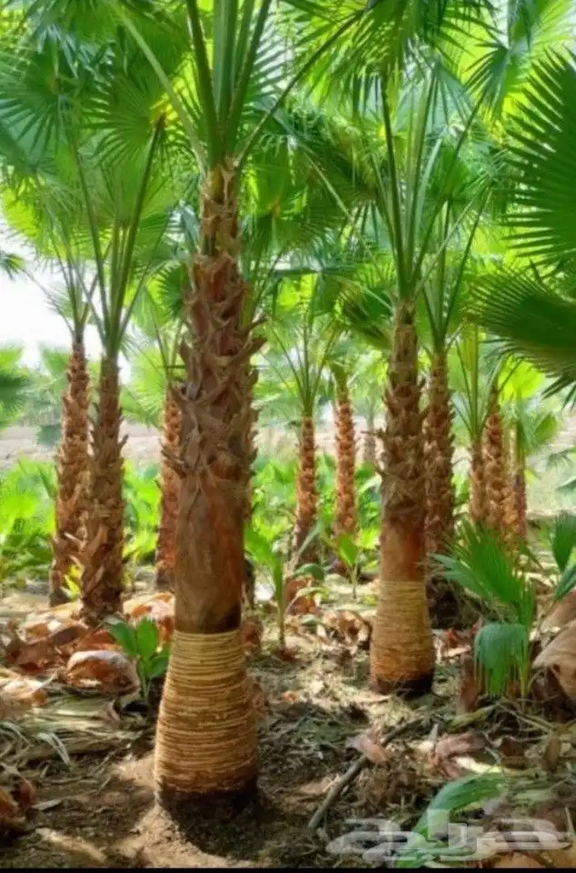 نخل واشنطن زينه للبيع بجميع مقاساته 0