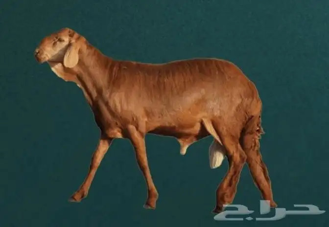 اغنام سواكن حمر 0